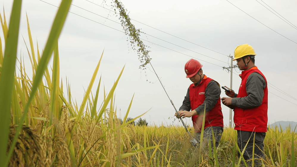道县：决战秋收“收官战” 电力护航“最后一公里”
