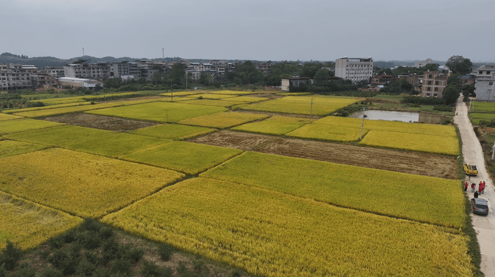道县：决战秋收“收官战” 电力护航“最后一公里”